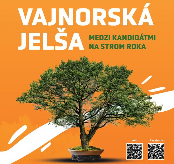 Vajnorská jelša medzi kandidátmi na “Strom roka 2021”